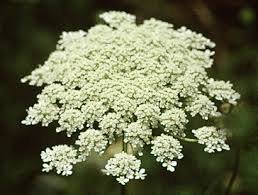 1 OZ Queen Anne's Lace (Ammi majus) Bulk Wildflower Seeds From The Dirty Gardener 1 OZ Queen Anne's Lace (Ammi majus) Bulk Wildflower Seeds From The Dirty Gardener