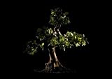 Bonsai Tree - 36