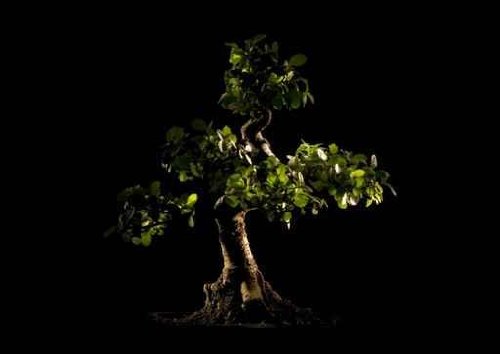 Bonsai Tree - 36