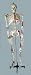 5' 9 Life Size Human Skeleton Model Muscles & Ligaments New Flex Ligaments on Right Muscles on Left- Bonus** $10.50 to Ship