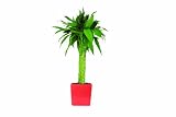 Brussels Lucky Bamboo Elegant Twist 31N87ljuqYL. SL160 Brussels Lucky Bamboo Elegant Twist