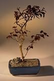 Bonsai Boy's Royalty Flowering Crabapple<br><i>(malus royalty)</i>