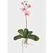Nearly Natural Mini Phalaenopsis Silk Orchid Flower w/Leaves (6 Stems)