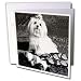   - Dogs Maltese - Maltese - Greeting Cards-12 Greeting Cards with envelopes