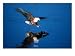 African Fish Eagle, Maun, Botswana Photographic Print, 32