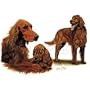 Irish Setters Adult T-Shirt