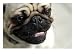 Pug Dog, Photographic Print by Bartomeu Amengual, 24x18