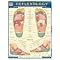 Most Popular Reflexology Books