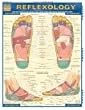 Reflexology (Quickstudy: Academic)