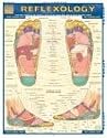 Reflexology Laminated Reference Guide (Quick Study Academic Outline)
