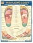 Reflexology (Quickstudy: Academic)