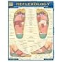 Reflexology (Quickstudy: Academic)