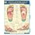 Reflexology (Quickstudy: Academic)