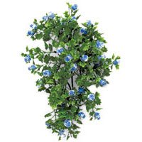 Fancy Plants Clover Ivy Aquarium Plant, Blue
