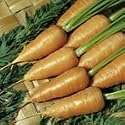 SUTTONS SEEDS: Carrot Chantenay Red Cored 2 Seeds (1,800 seeds)
