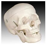 Review Inoneword  / Scientific Anatomical Model : Life Size Human Skull Model