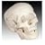 Scientific Anatomical Model : Life Size Human Skull Model
