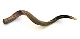 44 XLarge Yemenite Kudu Horn Half Polished/Natural Shofar, with Free Anti Odor Spray, Made in Israel