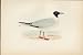 F O Morris Hand Coloured Birds Laughing Gull Antique Print Hand Colored Bird
