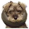 Comfy Collar Alternative zu Halskragen (Gr��e: Large)