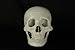 Halloween Budget Life-Size Human Skull - Fourth Quality (Item # CS204)