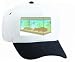 White Cap with fish, akvarium, aquarium, animal