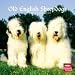 sheepdog0 - Old English Sheepdogs 2010 Wall Calendar