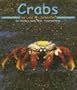 Crabs (Ocean Life)