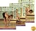 Richard Freeman - The Ashtanga Yoga Collection