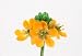 Pasque Flower - 42"W x 28"H - Peel and Stick Wall Decal by Wallmonkeys Pasque Flower - 42"W x 28"H - Peel and Stick Wall Decal by Wallmonkeys