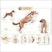 Canine Skeletal System Anatomical Chart Styrene Plastic