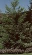 Coastal Redwood Five Gallon