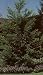 Coastal Redwood Five Gallon