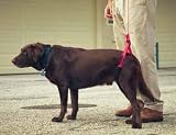 Dog Walk Helper Leash - Bud Leash