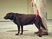 Bottom's Up Leash - RED