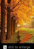 Ginkgo "Autumn Gold" Five Gallon by Monrovia Growers