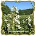 Tube Beardtongue (Penstemon tubaeflorus) Jumbo Wildflower Seed Packet (2000)