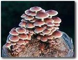 The Cinnamon Cap Mushroom Patch - Indoor / Outdoor Mushroom Growing Kit - Grow Your Own Edible Mushrooms & Fungi. Easy & Fun Mush Room Growing Kit - Grow Cinamon Cap Mushrooms for Cooking Ingredients. Great Gift Idea for a Cook.