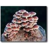 The Cinnamon Cap Mushroom Patch - Indoor Outdoor Mushroom Growing Kit - Grow Your Own...