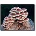 The Cinnamon Cap Mushroom Patch - Indoor / Outdoor Mushroom Growing Kit - Grow Your Own Edible Mushrooms & Fungi. Easy & Fun Mush Room Growing Kit - Grow Cinamon Cap Mushrooms for Cooking Ingredients. Great Gift Idea for a Cook.