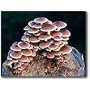 The Cinnamon Cap Mushroom Patch - Indoor / Outdoor Mushroom Growing Kit - Grow Your Own Edible Mushrooms & Fungi. Easy & Fun Mush Room Growing Kit - Grow Cinamon Cap Mushrooms for Cooking Ingredients. Great Gift Idea for a Cook.