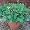 Strawberries Alpine Mignonette Heirloom Seeds 250 Seeds