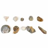 ルーペケース入り化石標本 10個セット  （アンモナイト　三葉虫　オウム貝etc）