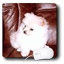 Dogs Pomeranian - White Pomeranian - Mouse Pads