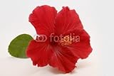Wallmonkeys Peel and Stick Wall Decals - Hibiscus - 48