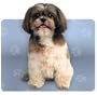 Shih Tzu Mousepad