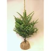 モミの木　本物のクリスマスツリー【樅の木120センチ】