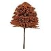 Medium Beech Trees Pk3