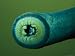 Close View of a Pacific Lamprey, Which Can Grow up to 30 Inches in Length Photographic Poster Print, 18x24