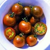 Brown Berry Tomato Plant - First True Brown Cherry